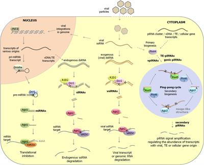 Arboviruses and the Challenge to Establish Systemic and Persistent Infections in Competent Mosquito Vectors: The Interaction With the RNAi Mechanism